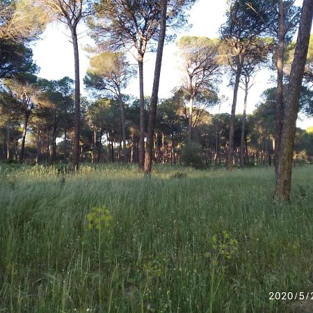 Casa Rural Los Pinos Hinojos Eksteriør bilde